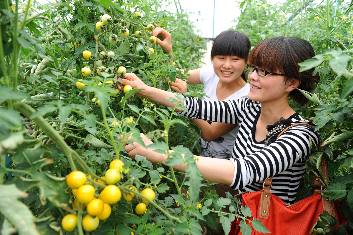 庆元香菇商业模式深度解析：从生产到品牌，打造致富之路
