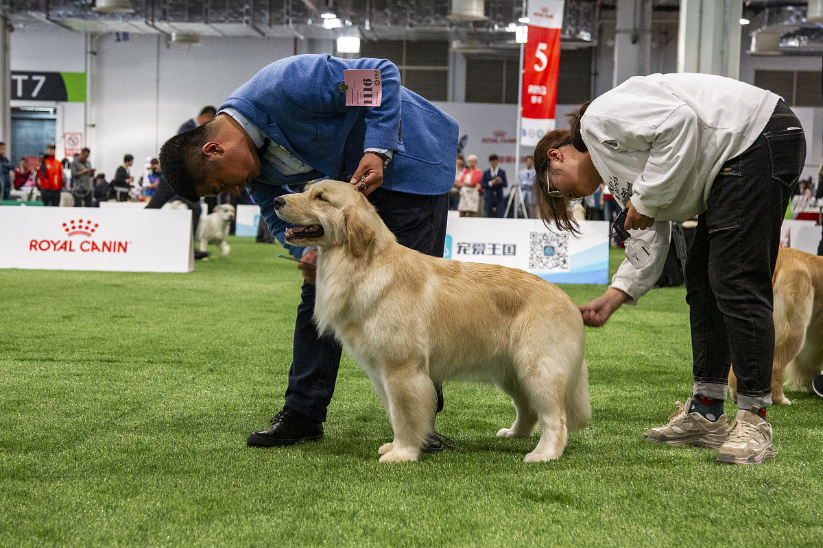 Doggo选手：来自中国的大黄金毛犬