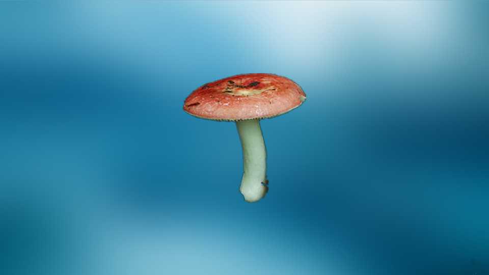 「秒懂百科」原来红肉蘑菇长这样