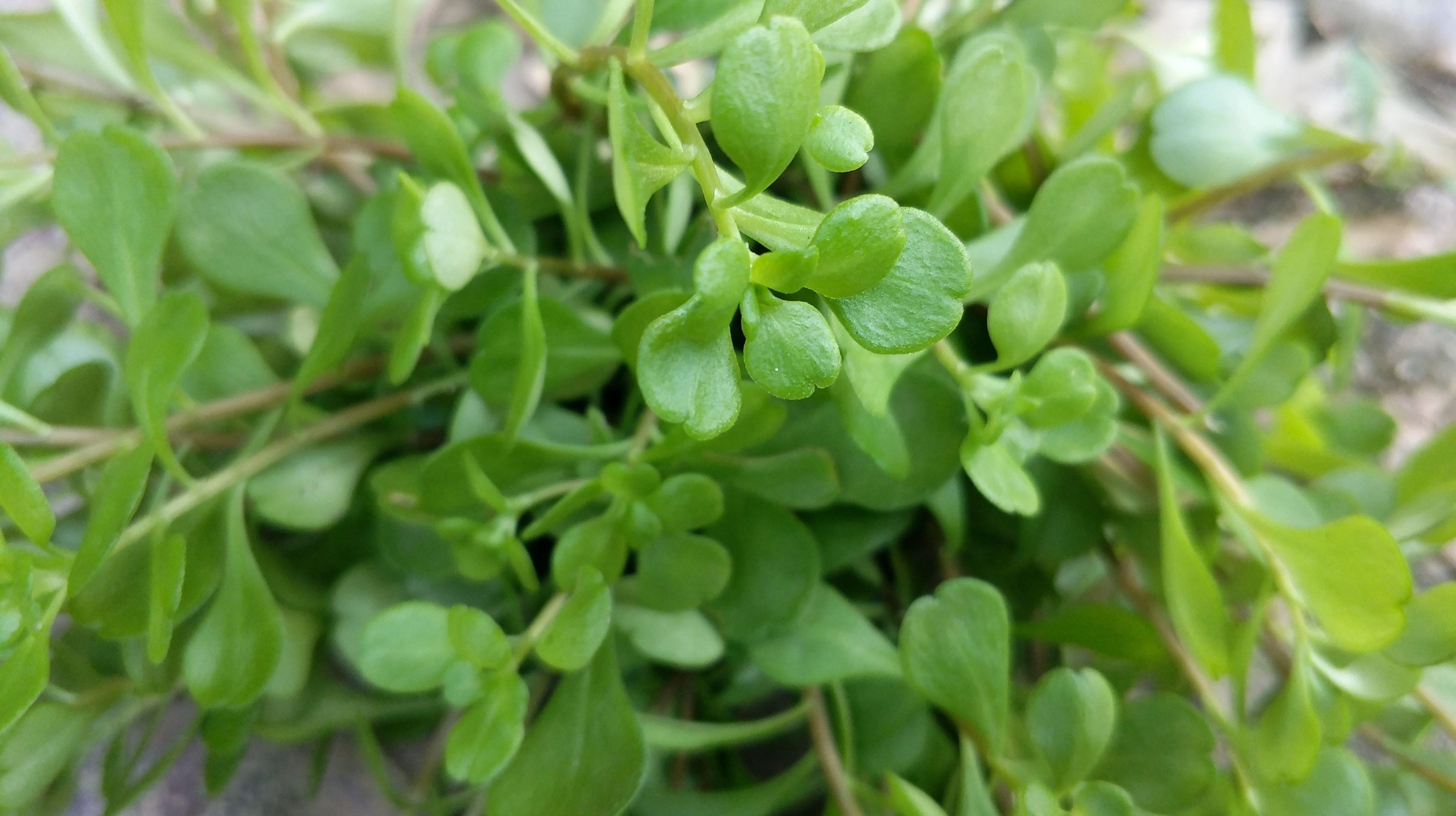有一种多肉植物,不光是做菜很好吃,园林景观里还经常见到它