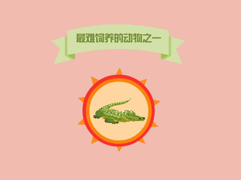 宠物鳄鱼:一些鳄鱼幼体长得不大被当做宠物饲养