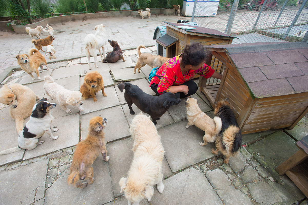 在大学怎么为流浪动物提供庇护所和医疗服务。