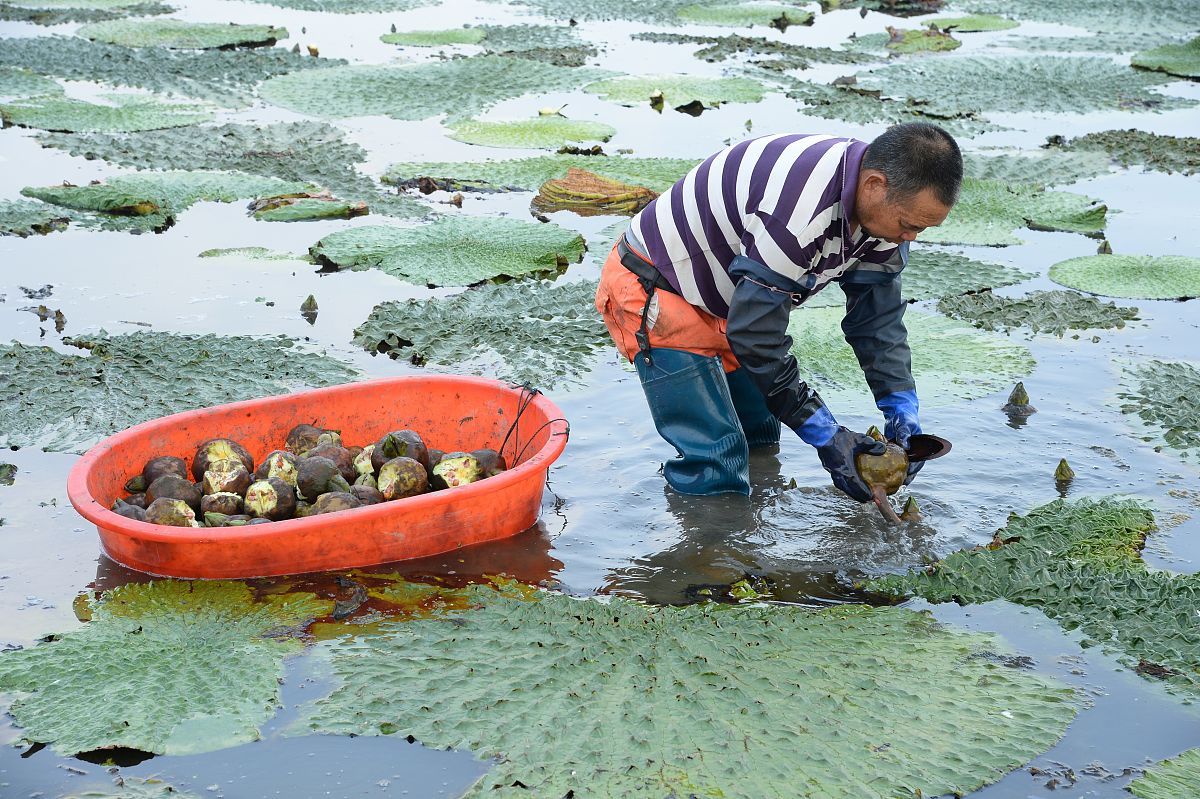 太仓市浏河镇新塘村土地利用现状