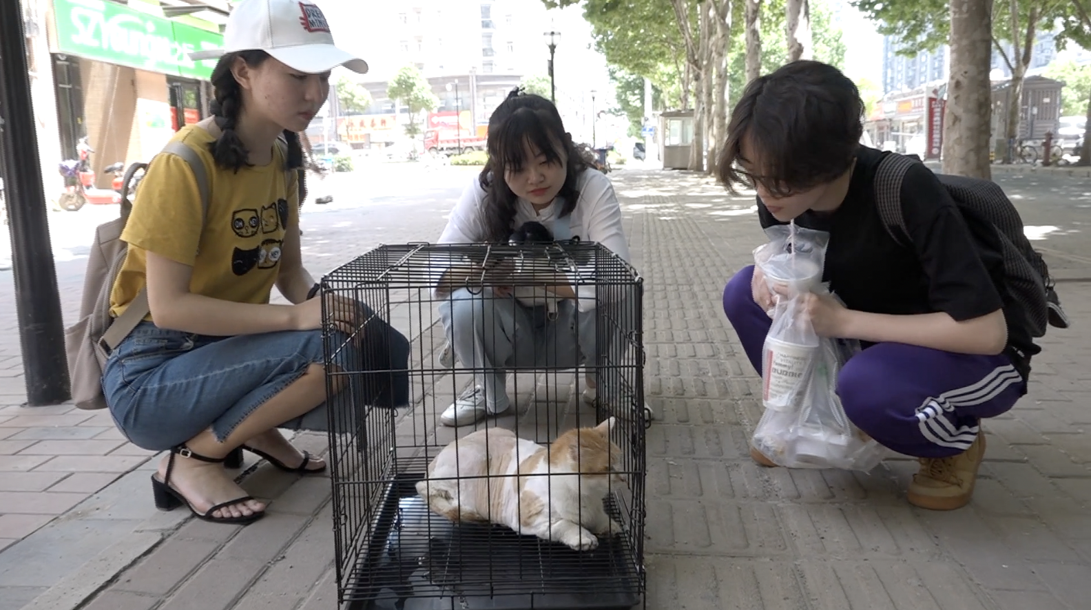 流浪母猫难产子宫溃烂,高校学子众筹医药费救助
