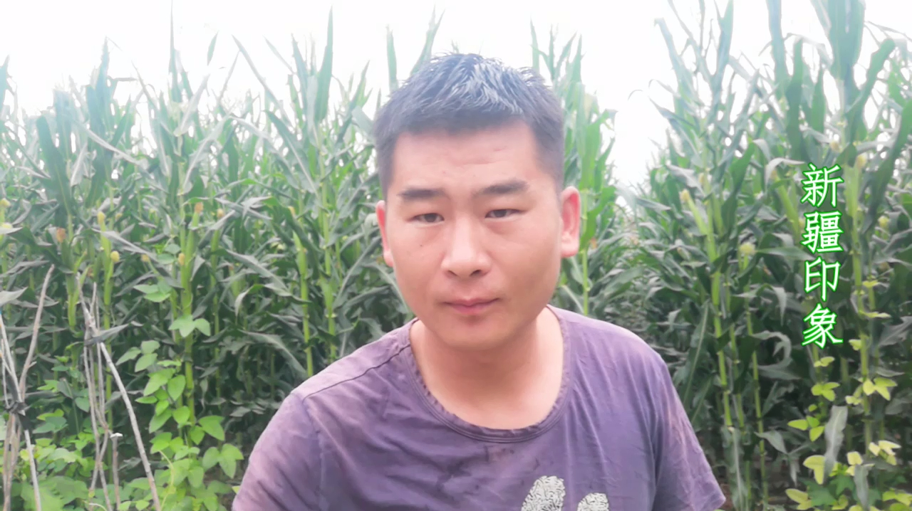 新疆农村小伙,院子里种了各种蔬菜和水果,李子已经成熟了