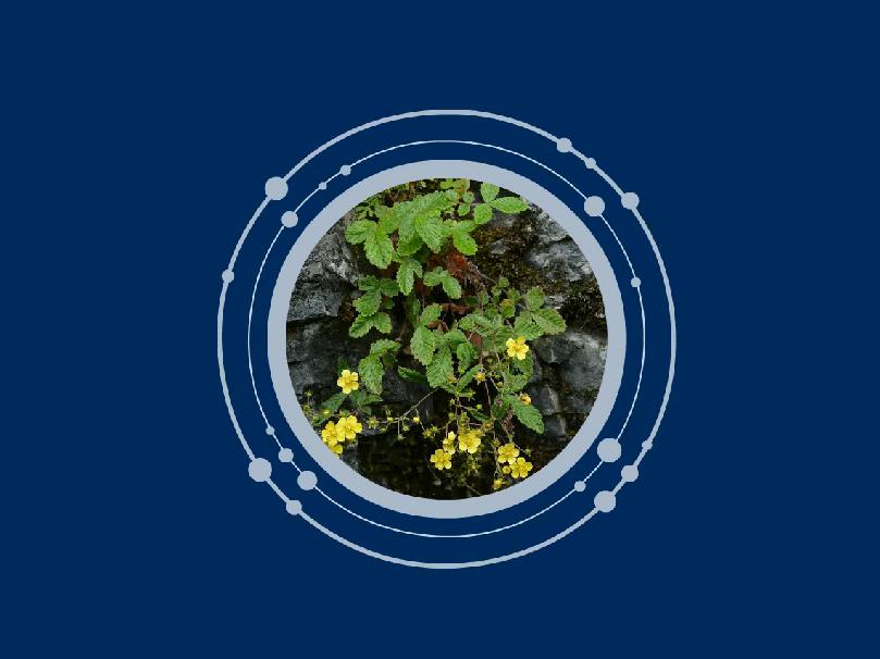 原来钩叶委陵菜长这样