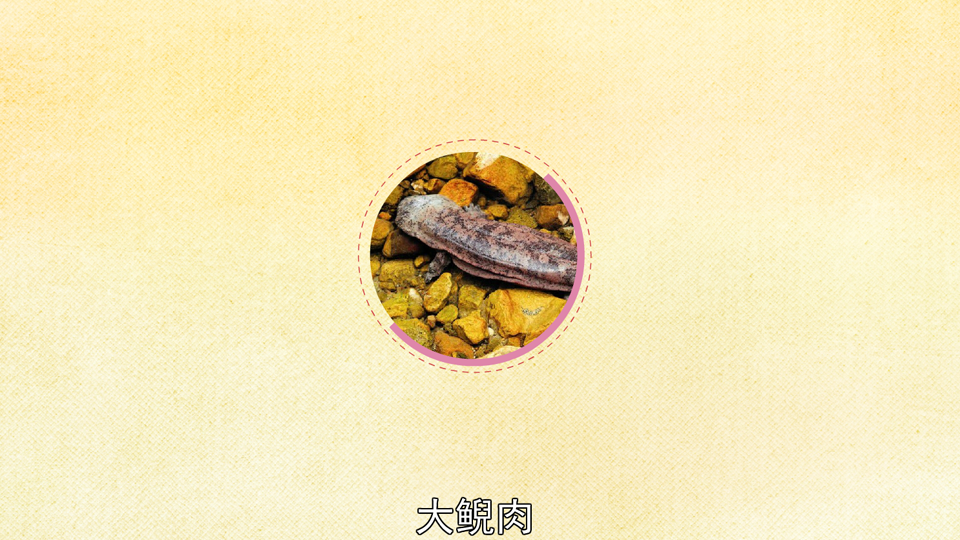 原来大鲵肉长这样