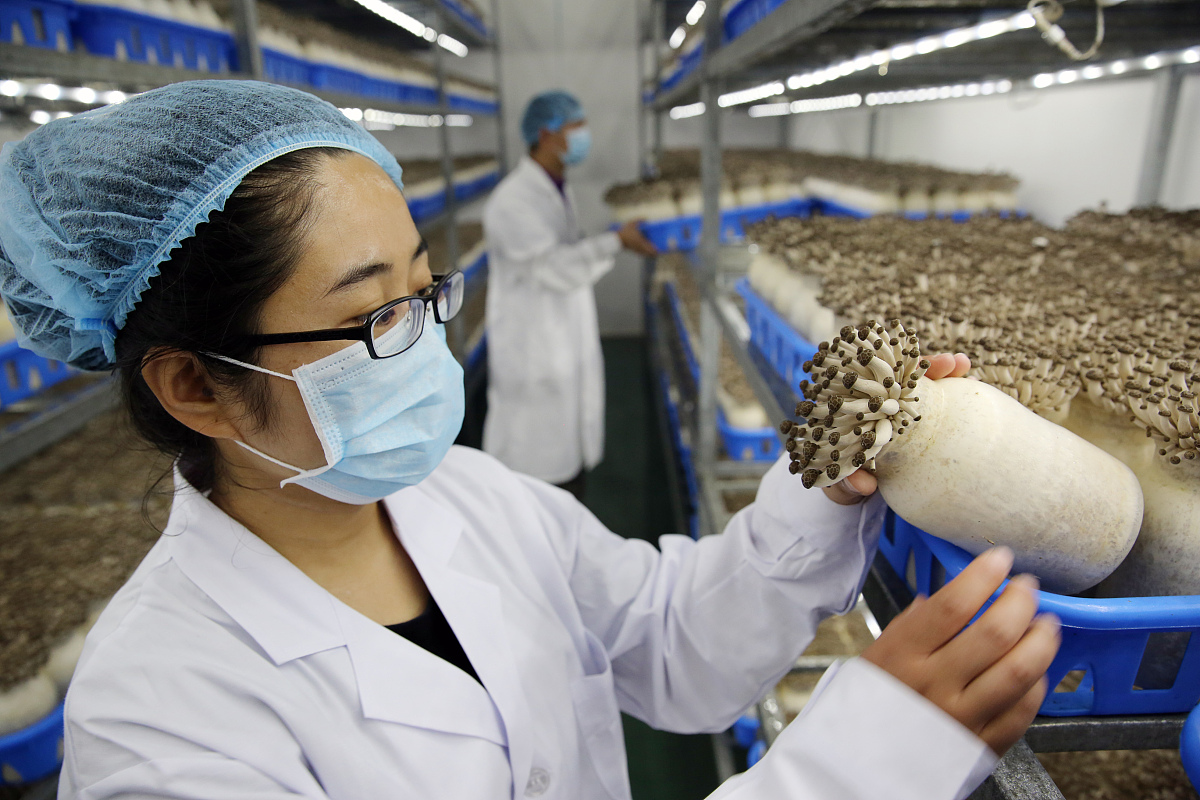 尊敬的各位领导、各位嘉宾、各位朋友们：大家好！我是牡丹江镜心湖菌业有限公司的董事长侯延国。非常荣幸能在这里向大家介绍我们菌业公司的发展情况和未来规划。牡丹江地区拥有世界公认的北纬45度优势气候的土壤这里是全国自然条件十分优越的食用菌适生区。菌业公司所在的地理位置优越资源优势、地理优势、品牌优势明显。根据数据显示2021年我国黑木耳产量为7123万吨其中黑龙江省产量为31789万吨占全国总产量的44