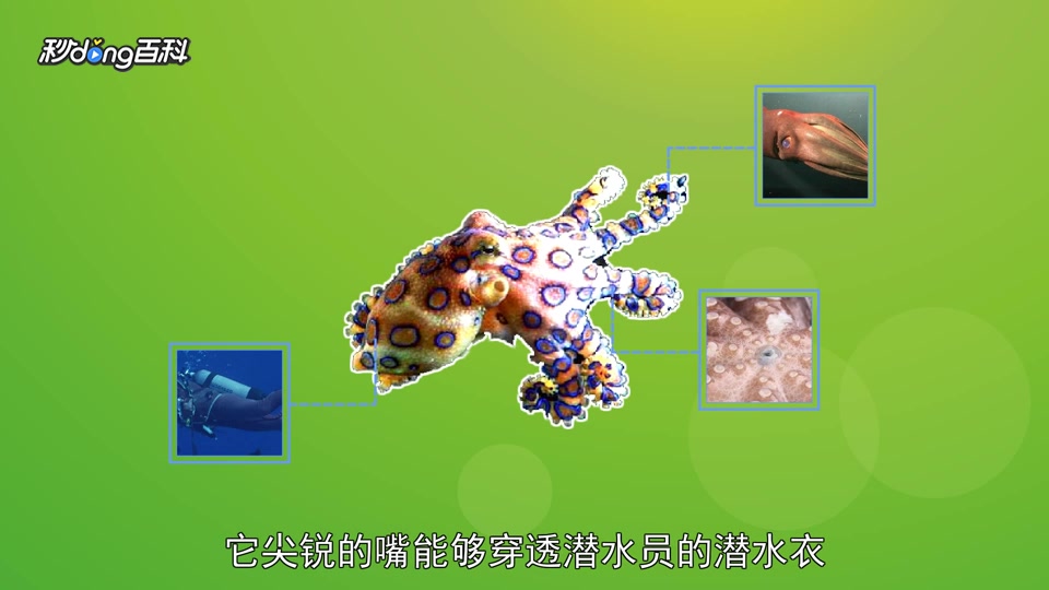 原来蓝圈八爪鱼长这样
