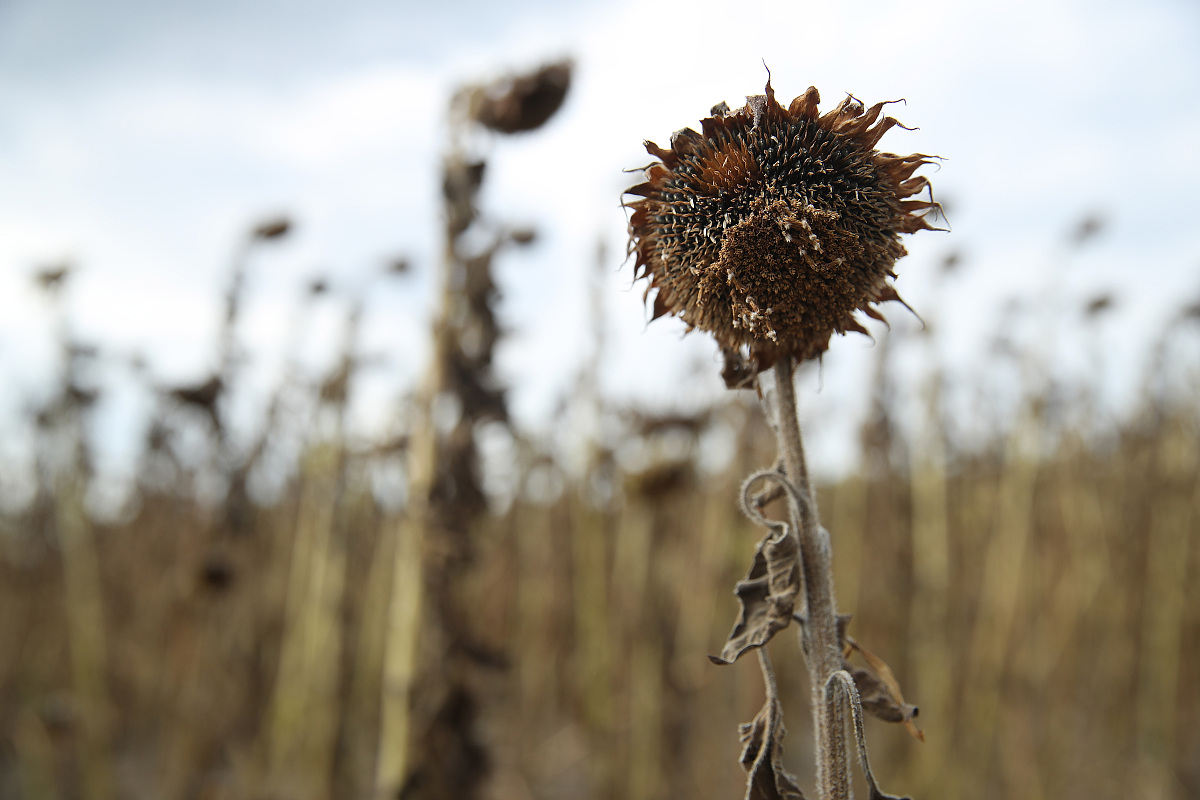 曲靖市农业学校2019年五年制大专招生计划已启动