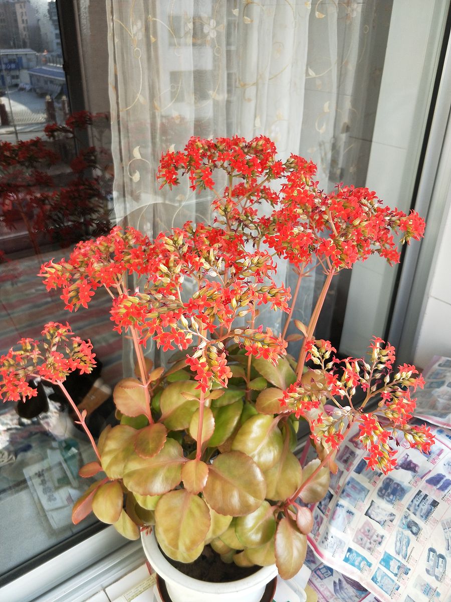 龙吐珠的寓意象征什么？龙吐珠的管理1500字