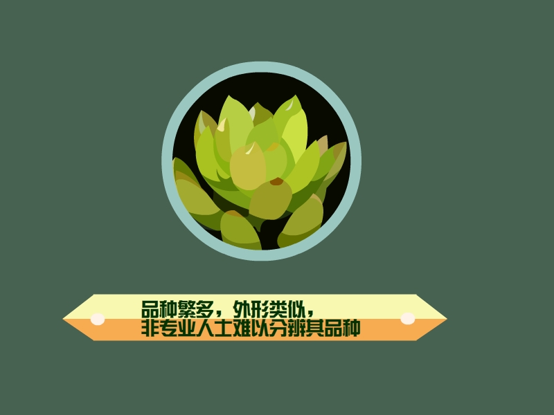 黄丽:景天科景天属多年生多肉植物
