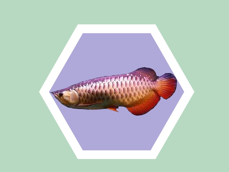 红尾金龙:骨咽鱼科大型鱼类