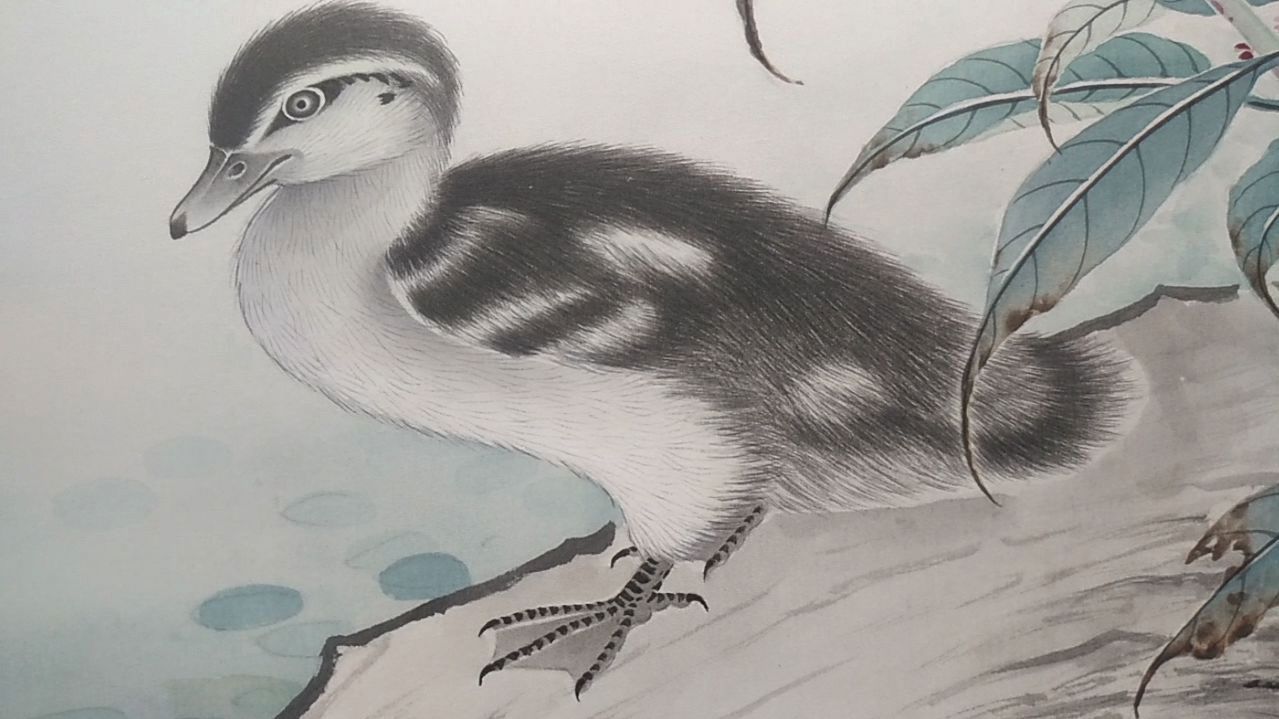 这只小鸭子太可爱了