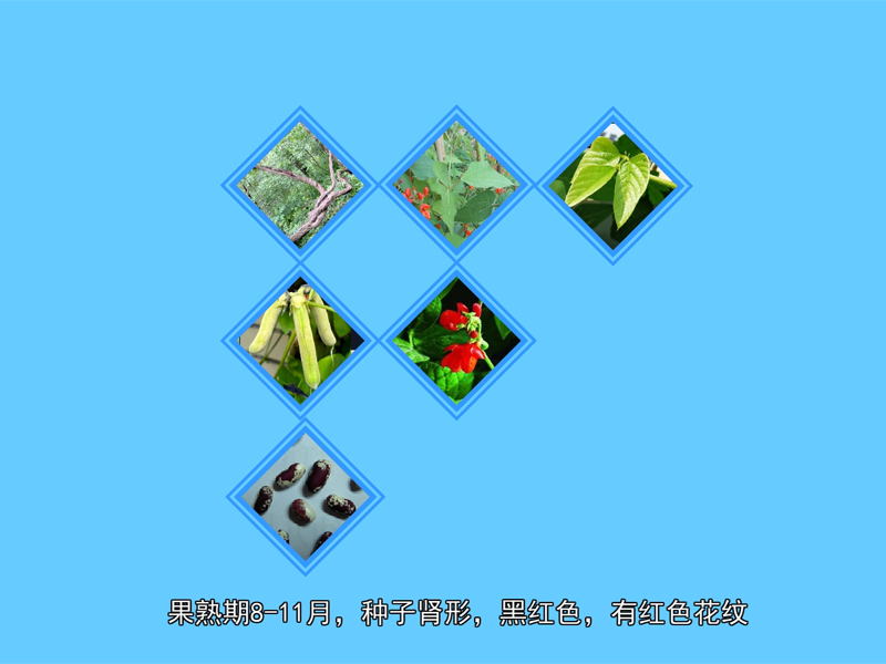 龙爪豆:蔷薇目豆科植物