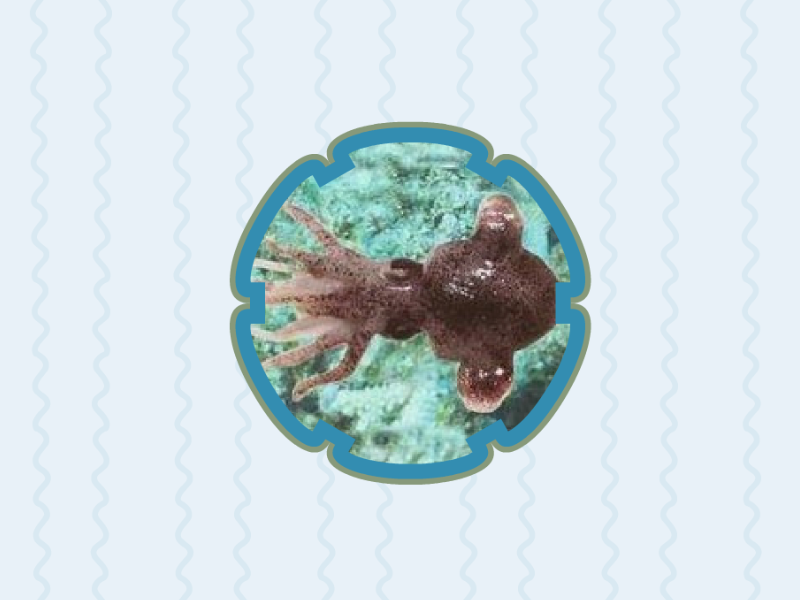 原来这就是四盘耳乌贼