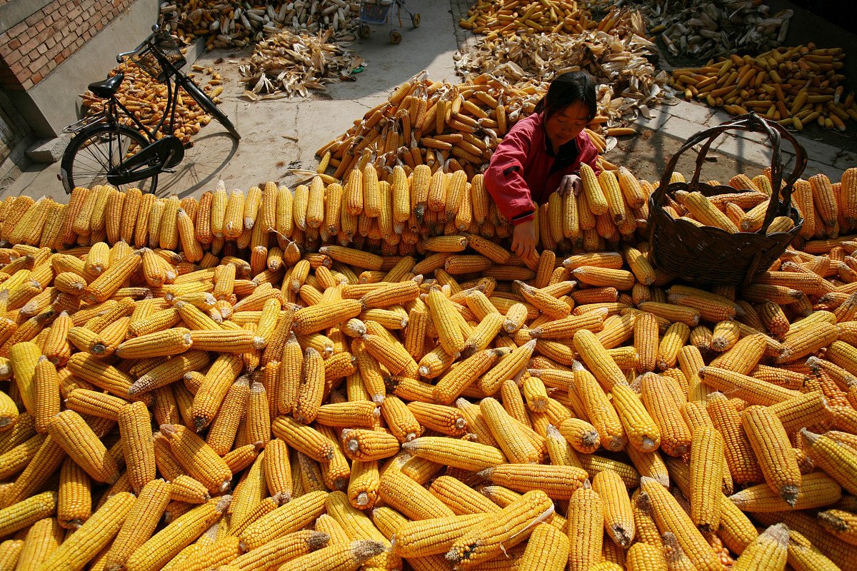 AGRICULTURAL SYSTEMS 期刊：农业系统研究的领先期刊