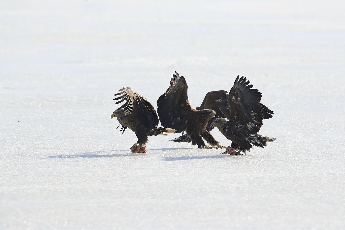 珲春旅游景点介绍和美食。