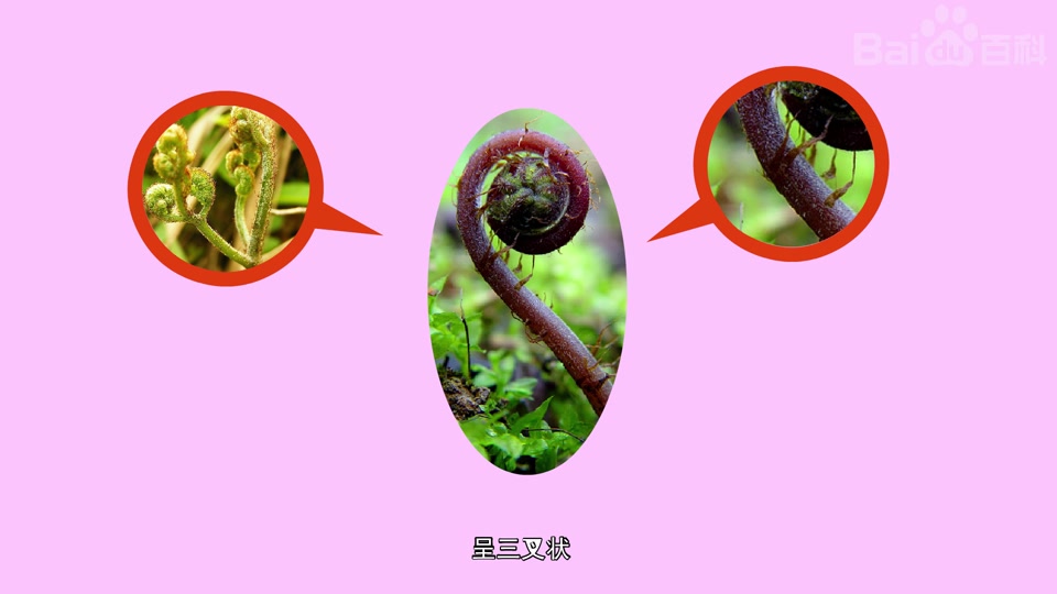 原来蕨菜长这样