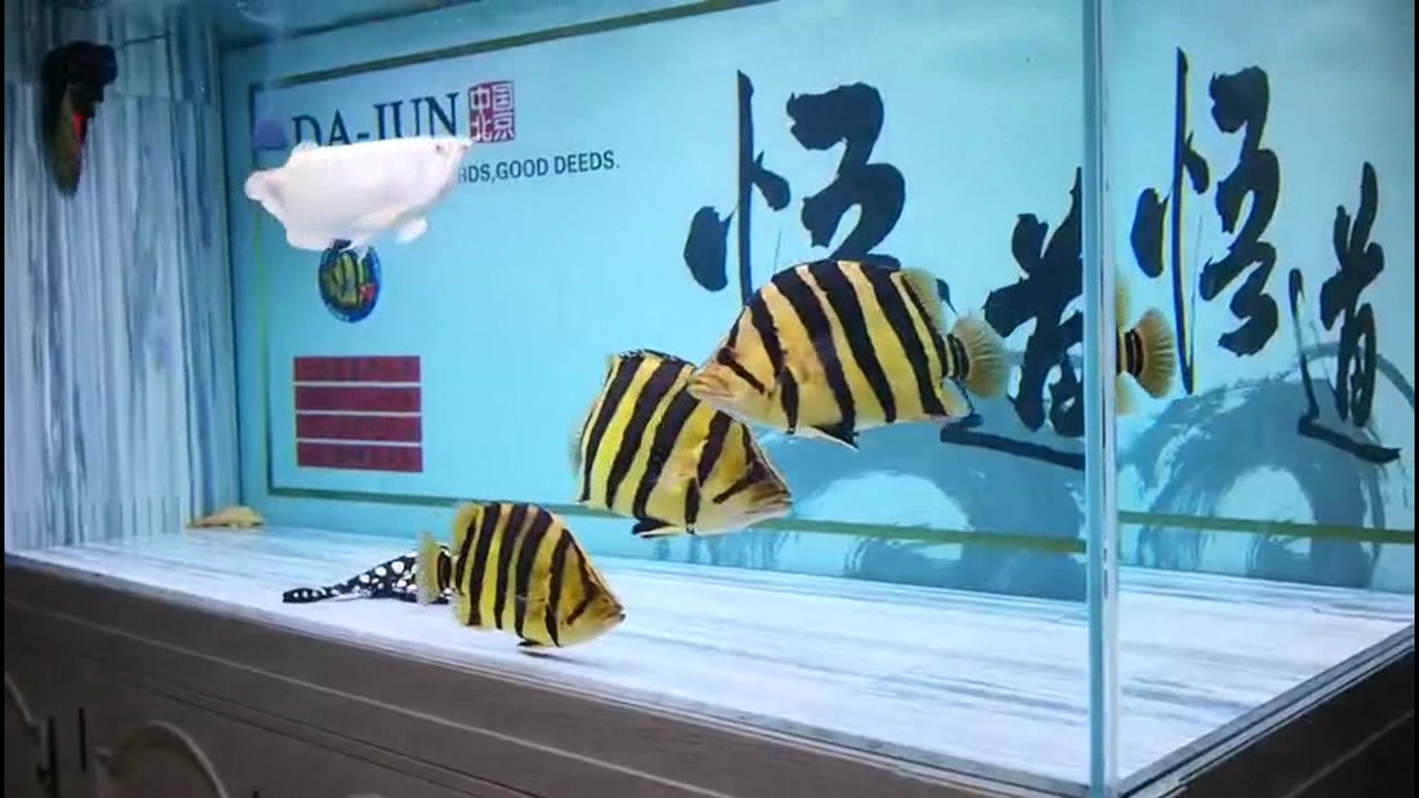 朋友家大空气缸养了几条虎鱼,说用我家车都换不来这几条,真的吗
