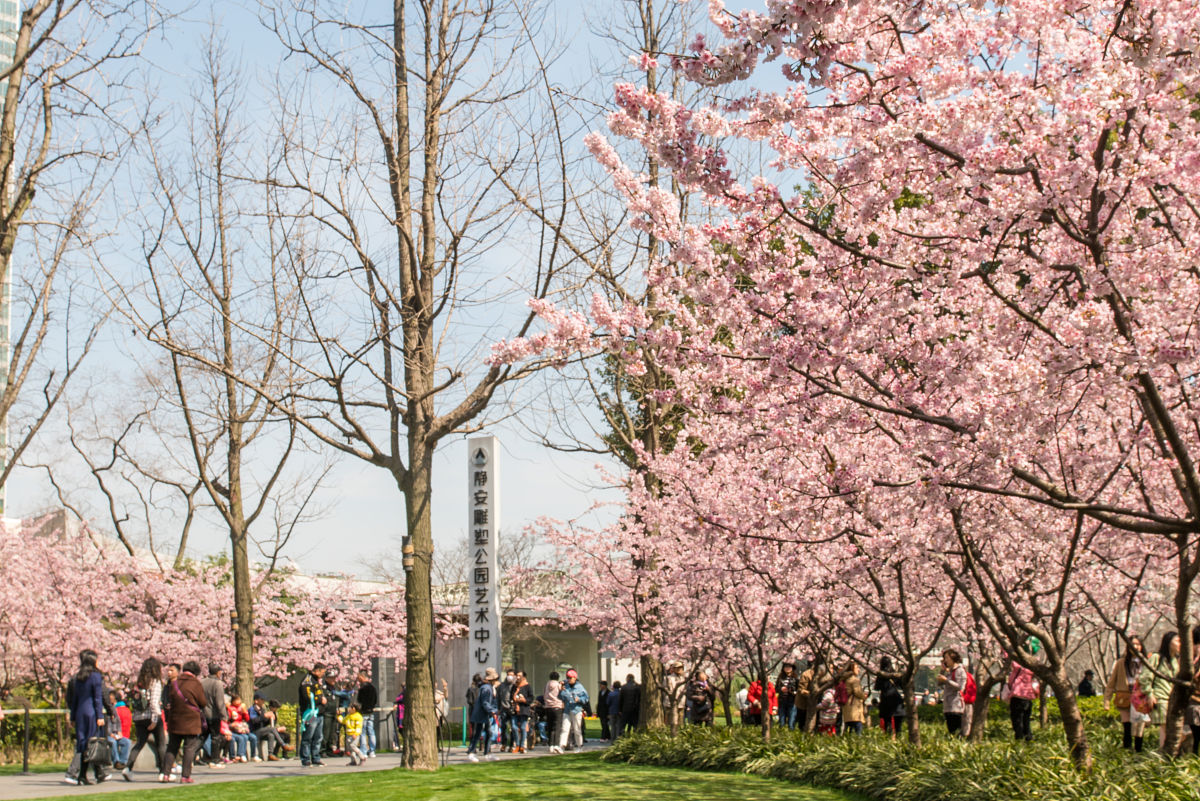 上海哪里可以看樱花