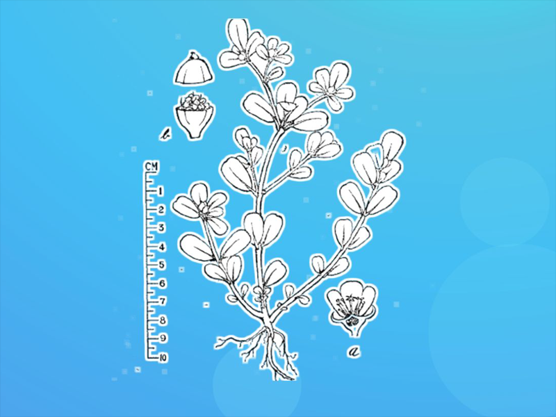 一分钟了解红猪母菜