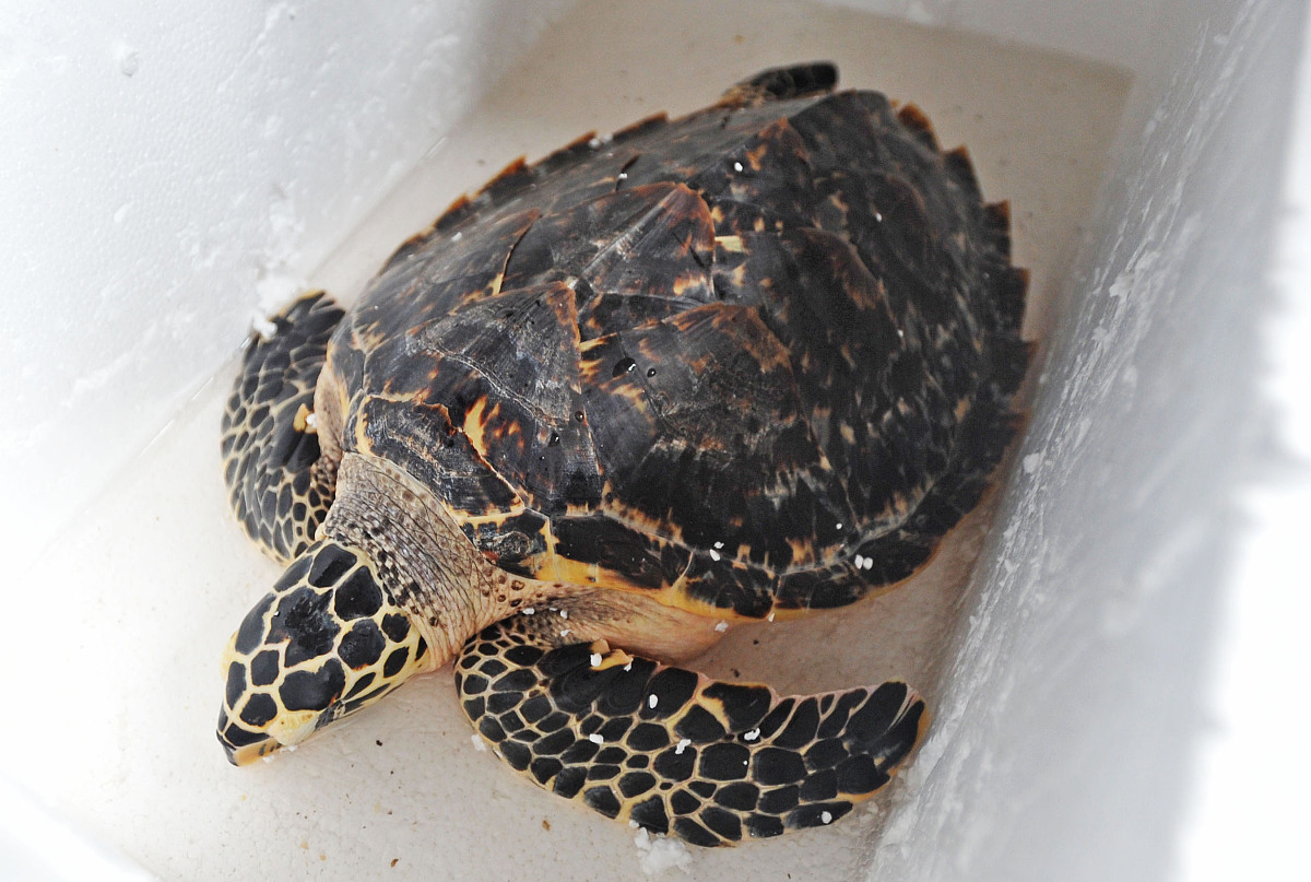 麝香龟为什么越养越黑