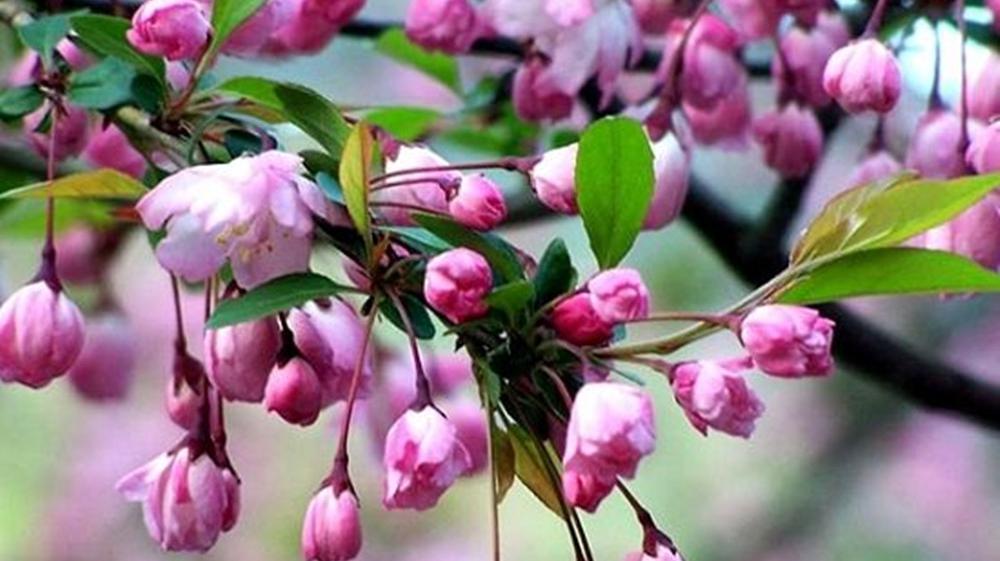 [图]一分钟了解被子植物