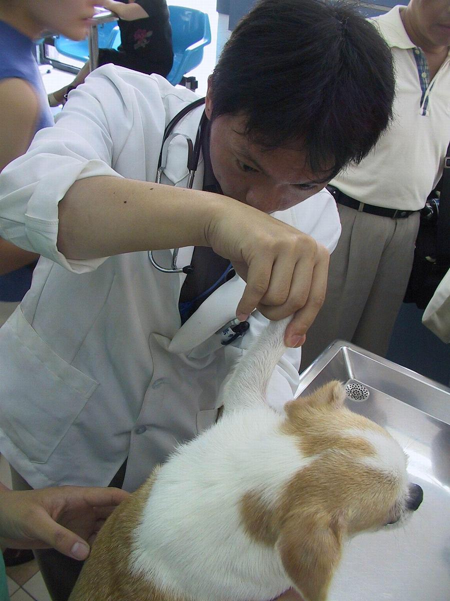 动物医学专业实习经验：明确方向，提升技能，坚定信念