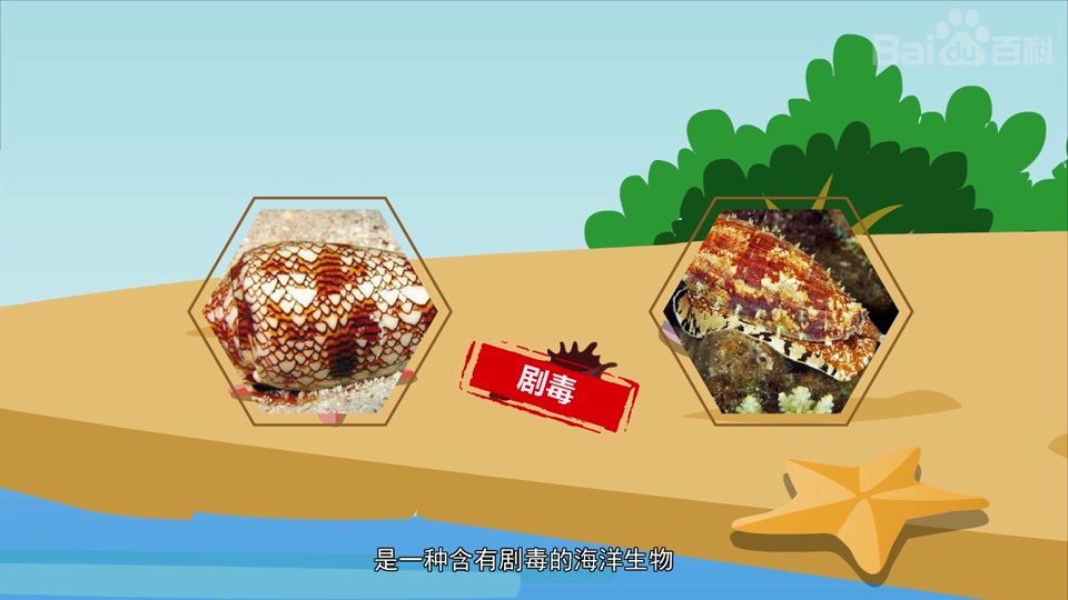 快速了解-鸡心螺