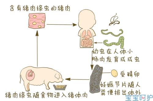 中医儿科学 宝宝有蛔虫病怎么办