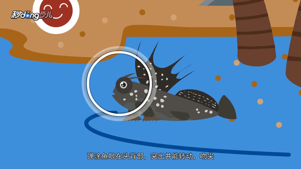 弹涂鱼和云斑裸颊虾虎鱼的区别