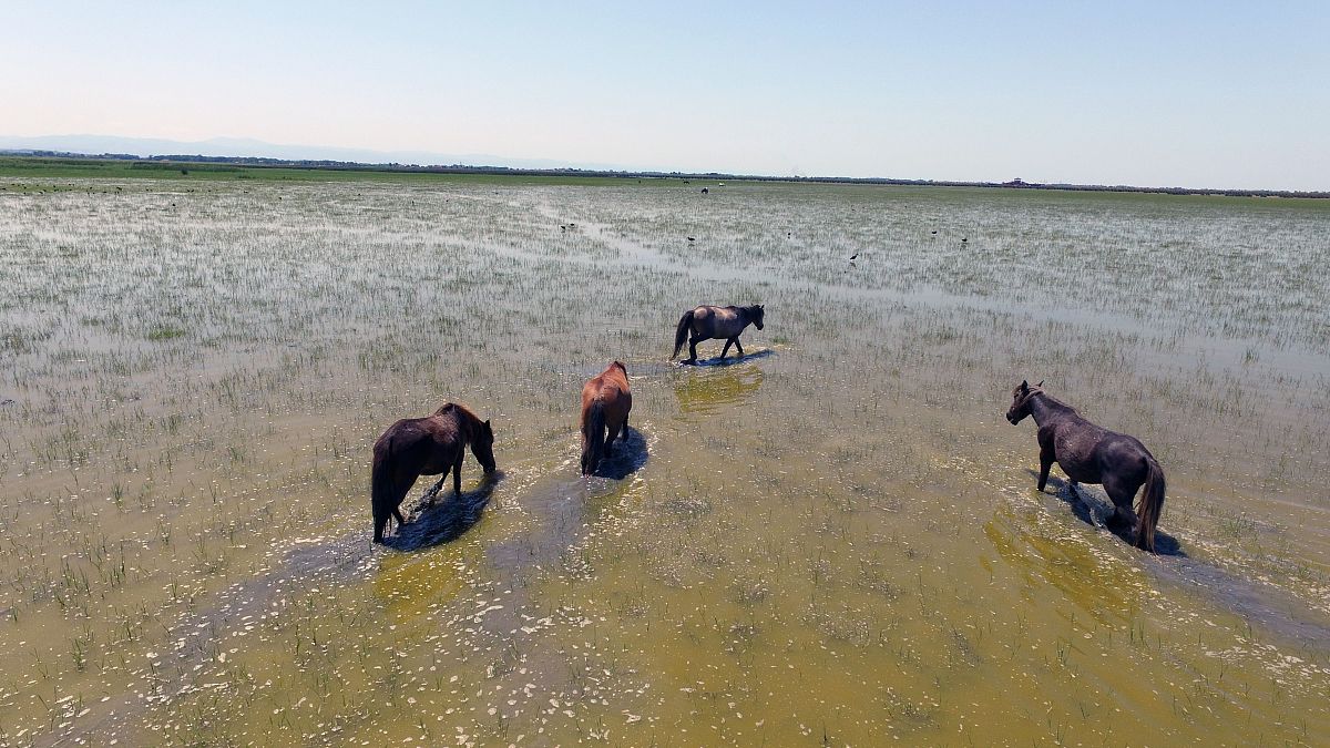 Zimbabwe Bill Payment: ZESA, Harare, Bulawayo, School Fees & More