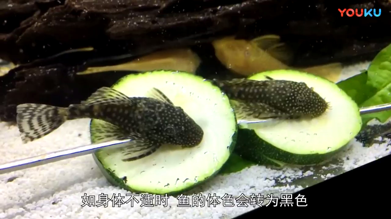 世界上最怪异的动物!名字叫猫的鱼,还有像僵尸一样的蜗牛!