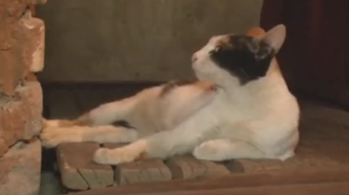猫咪每天都要汗蒸还不给钱,抱住客人一通撒娇,真是太可爱了