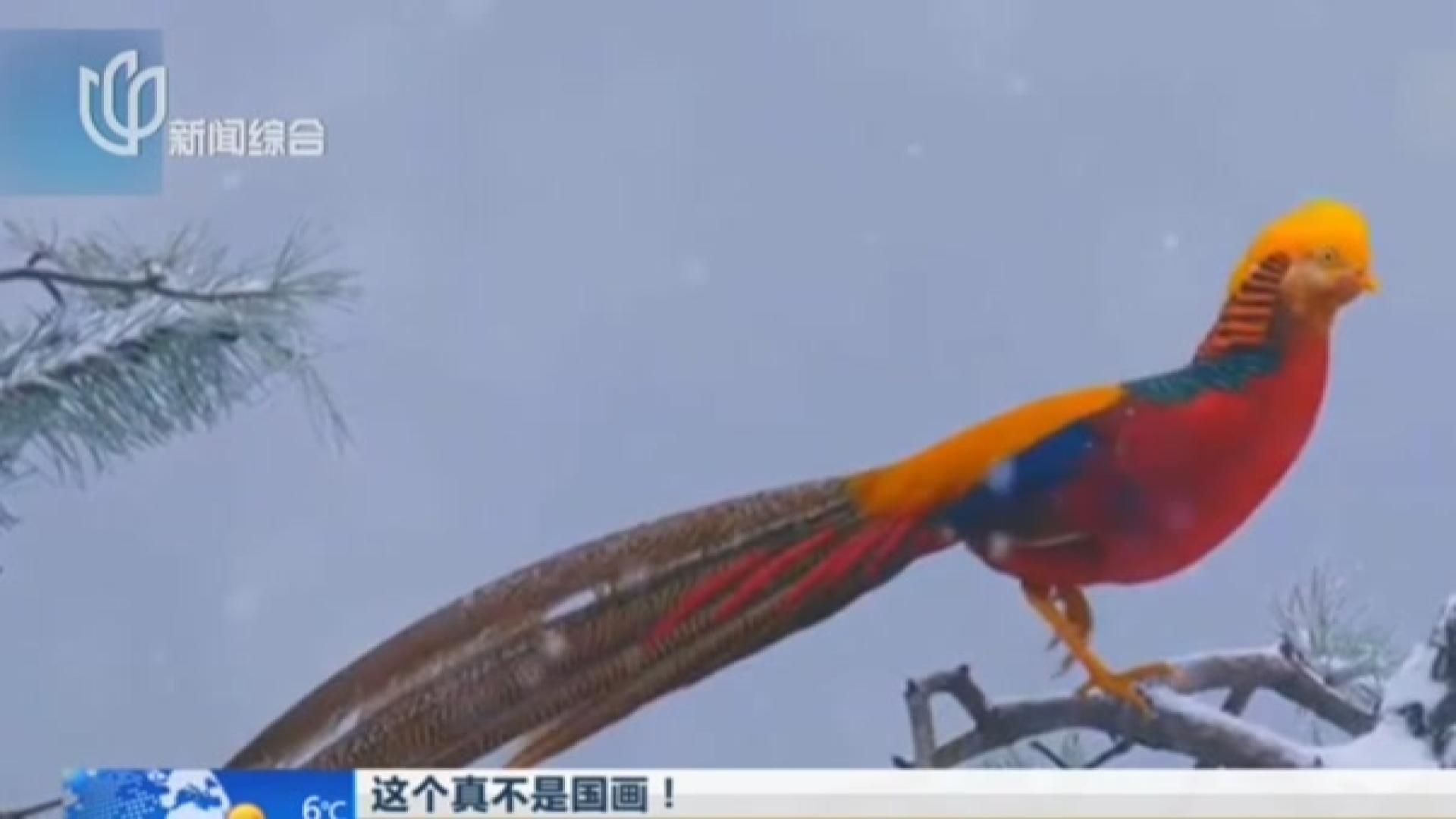 这个真不是国画!“火凤凰”红腹锦鸡雪中起舞