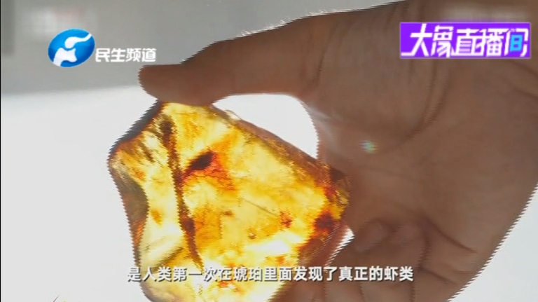 2200万年前的虾长什么样?中国科学家首次发现虾琥珀