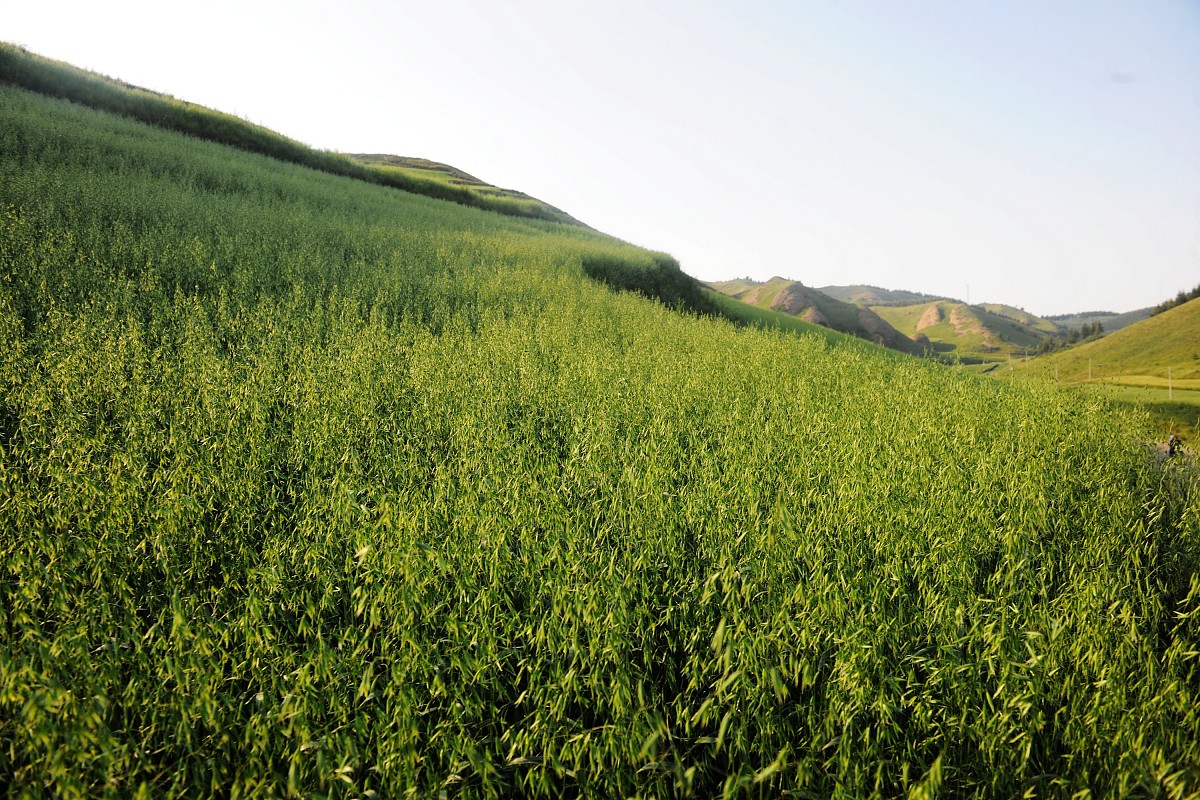 山顶的宁静与壮丽：感受大自然的魅力