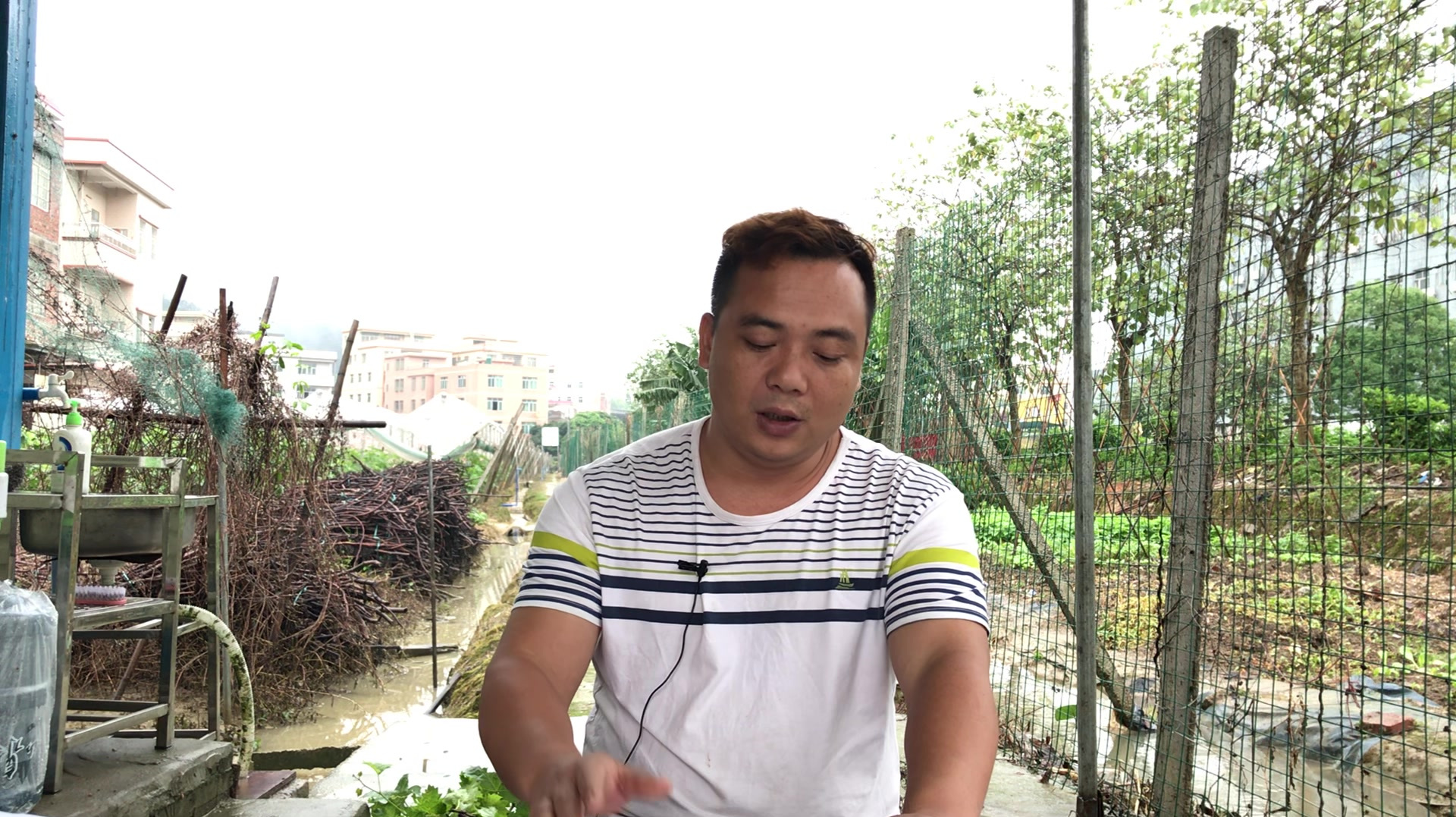 大棚种植甜瓜的经验,让大家详细了解一下甜瓜瓜苗对光照的要求