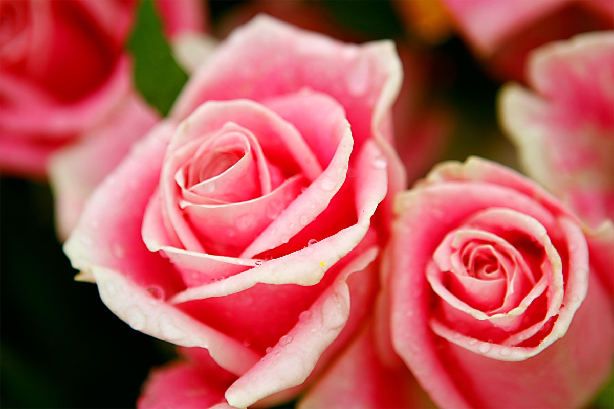 紫甘蓝圣女果复合果蔬汁的销售前景、市场营销、人的需求、国内外需求