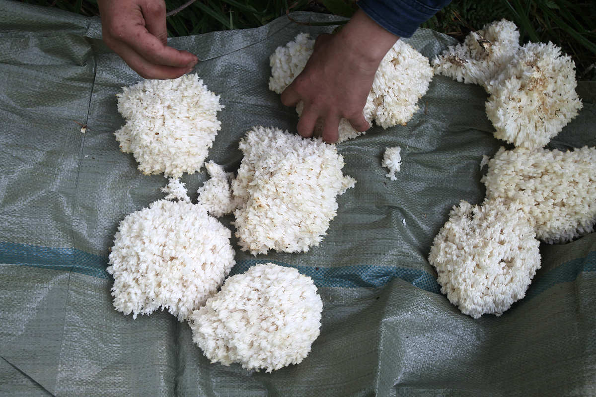 痘痘破了可以敷菌菇水吗？如何正确护理痘痘伤口？