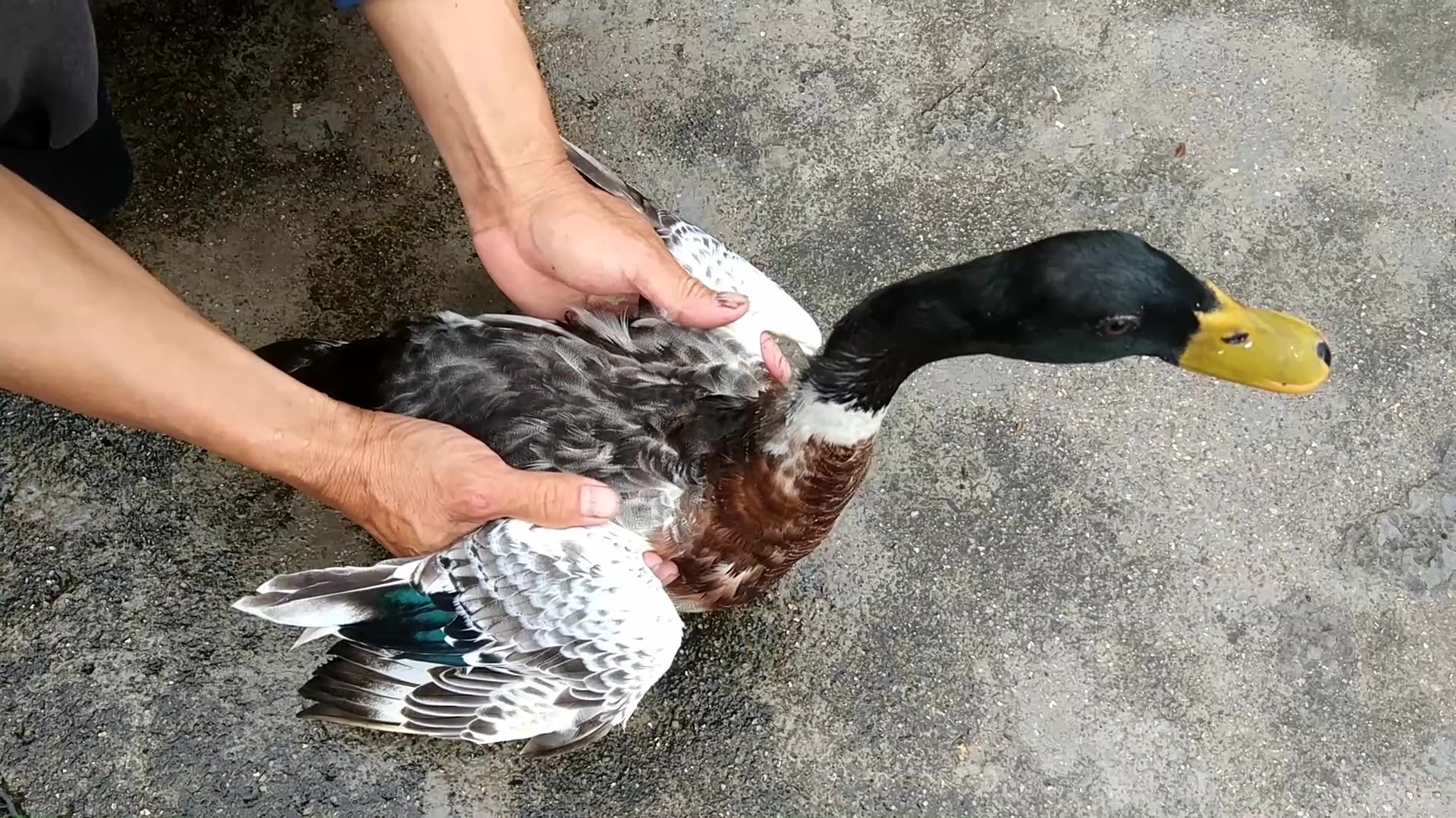 野外稻田里抓了一只青头鸭回来,这家伙和野鸭差不多,跑的很快