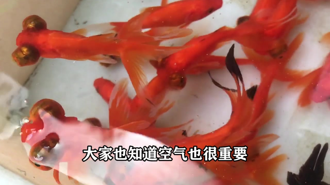 这样养出来的金鱼既健康又漂亮