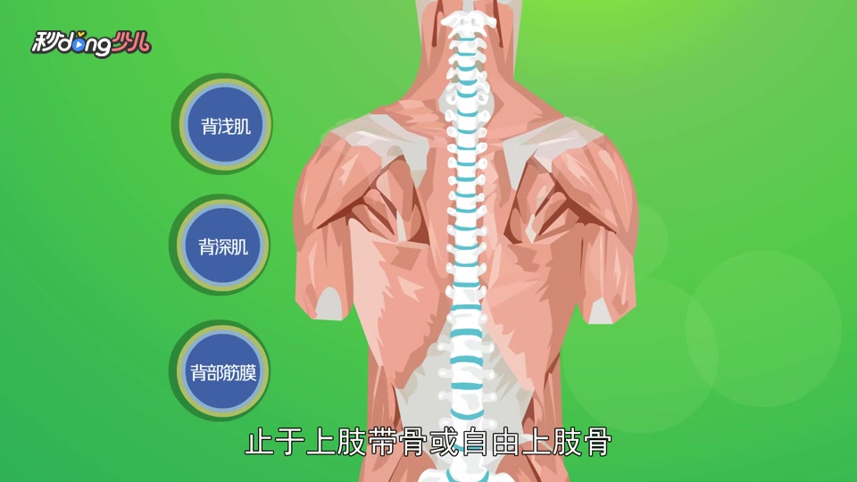 背肌的组成.