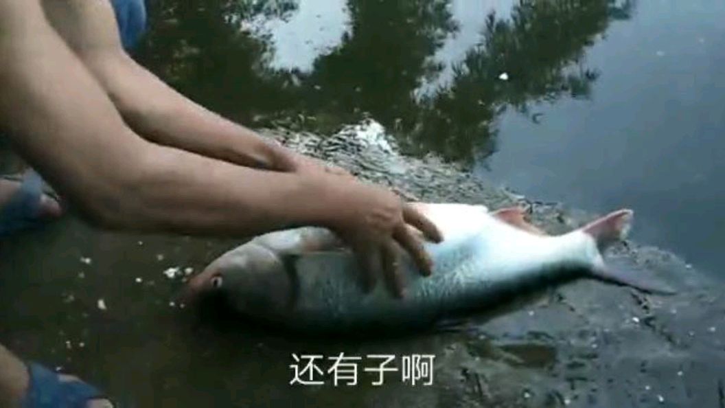 今天买了一条大鲢鱼