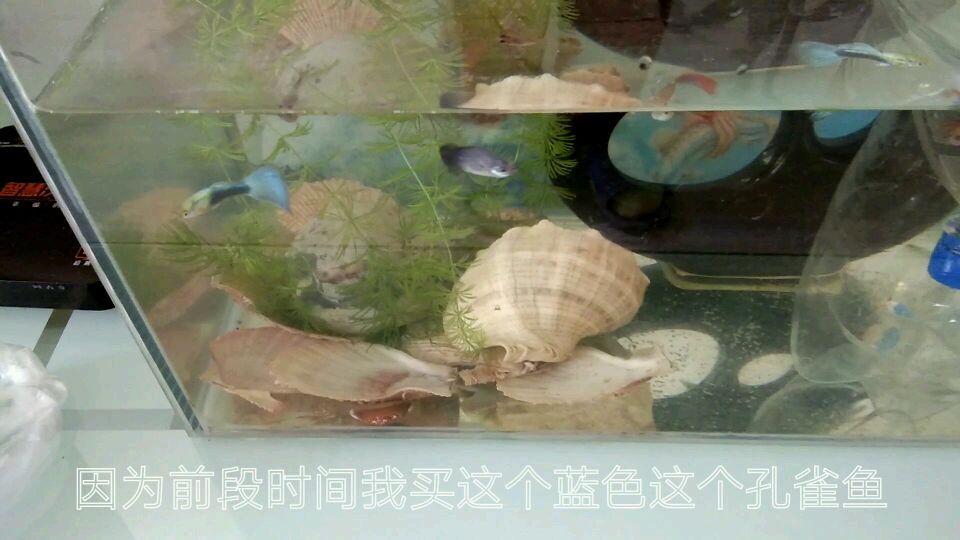 蓝孔雀鱼今天又生小鱼了,可是老的死了很多。