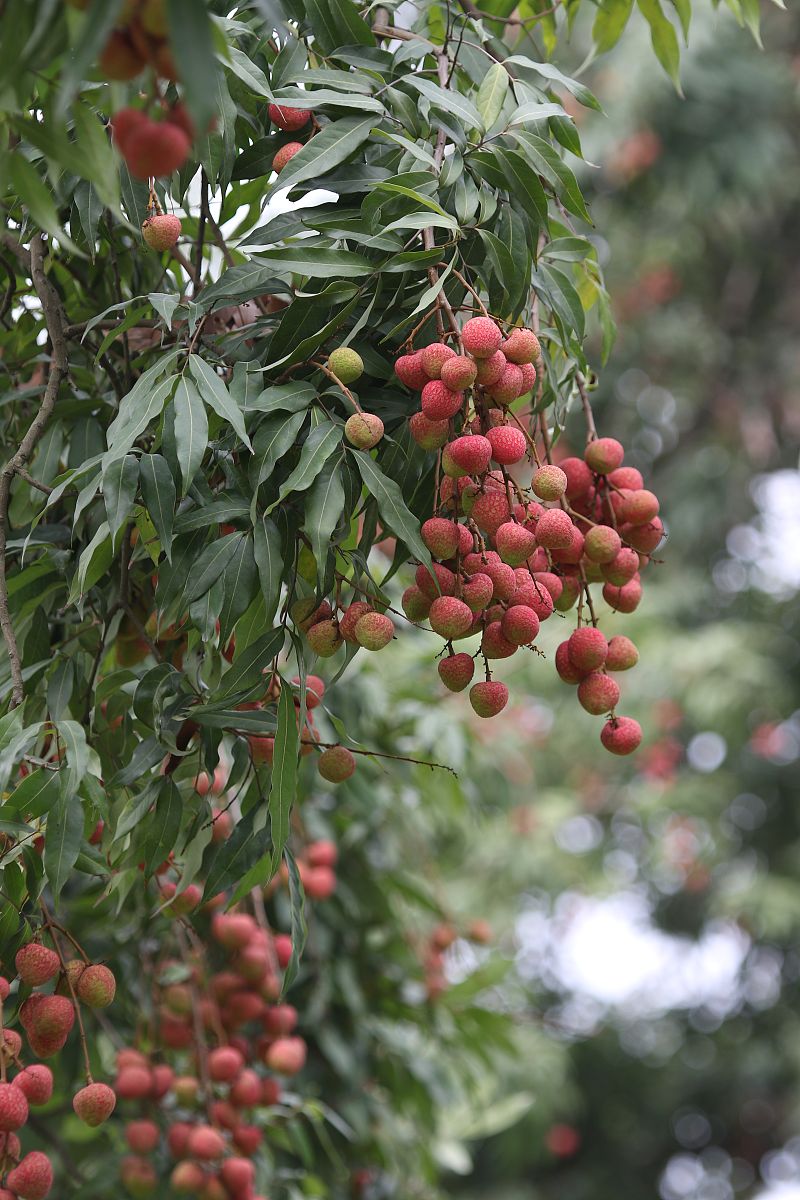 又是一年杨梅季写出下一句诗