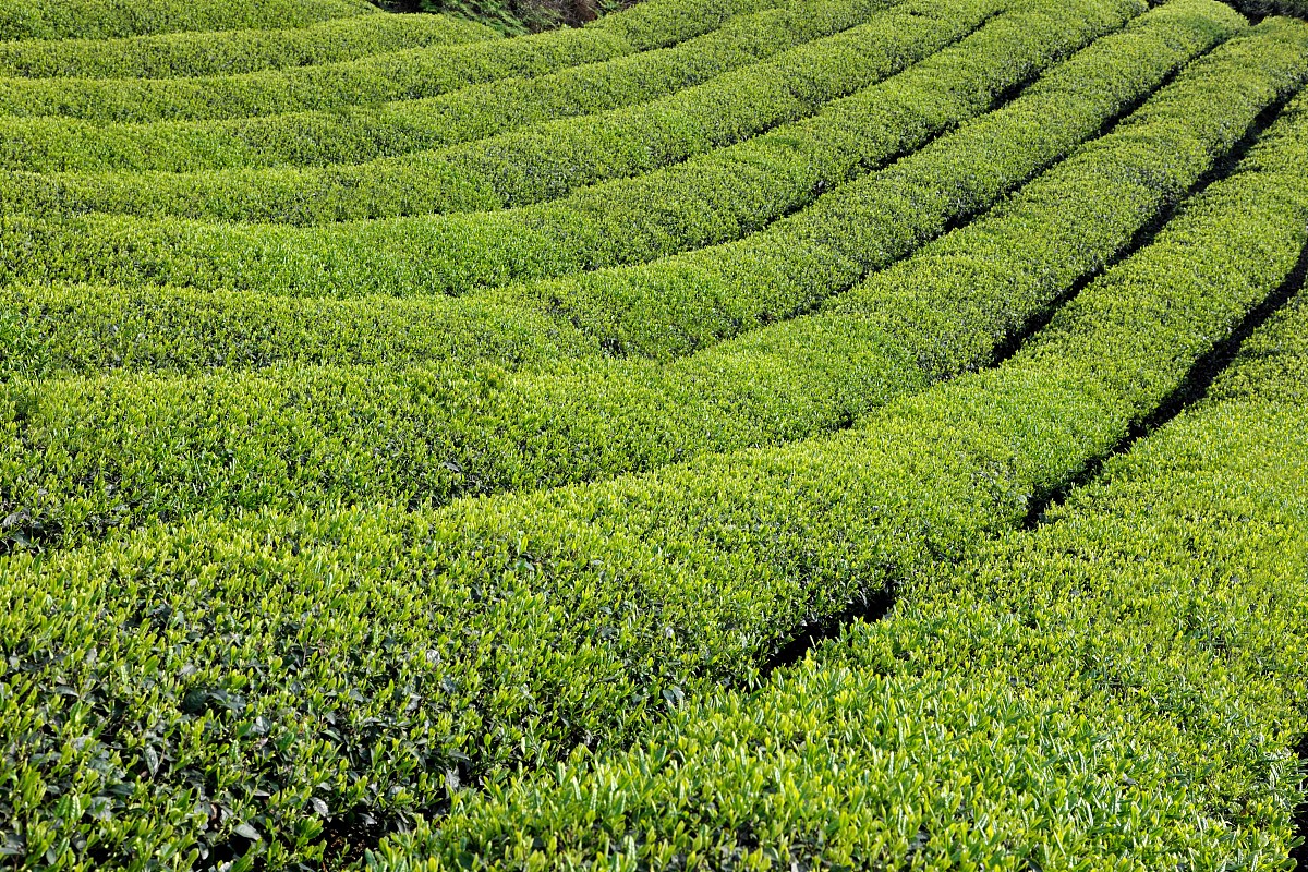 黑龙江农业经济职业学院作物生产技术专业怎么样？就业前景好吗？