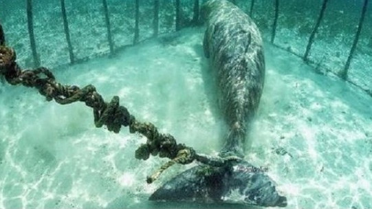 潜水员意外发现一只美人鱼,却在海底被铁链锁住,场面触目惊心!