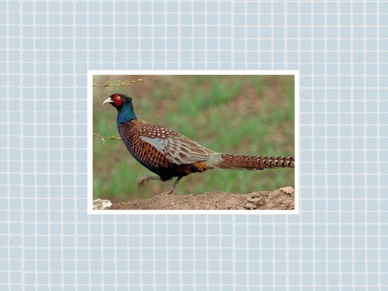 原来花母鸡长这样